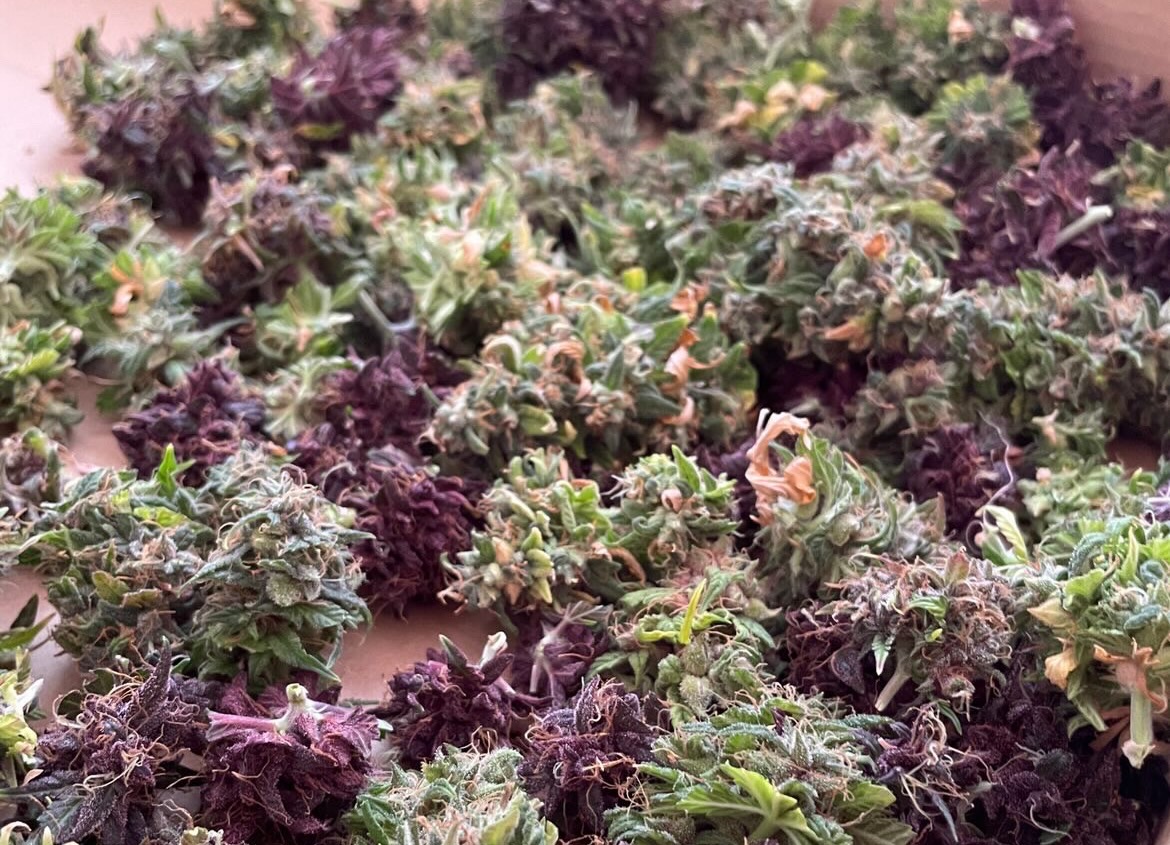 Colores en la planta de cannabis: ¿Realmente afectan el efecto?