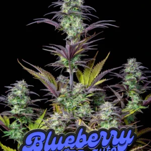FASY BUDS BLUEBERRY AUTO 3UDS