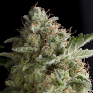 PYRAMID SEEDS AMERICAN FEM PIE 3+1UDS