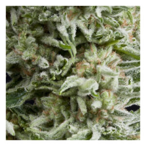PYRAMID SEEDS AMNESIA GOLD AUTO 3+1UDS