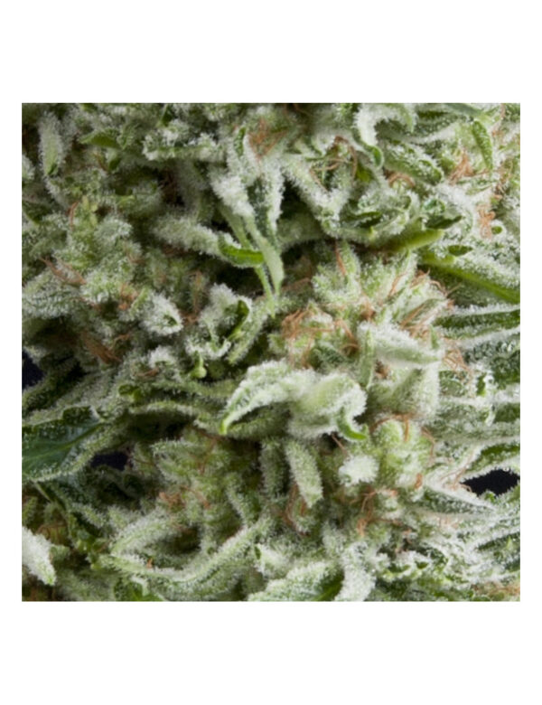 PYRAMID SEEDS AMNESIA GOLD AUTO 3+1UDS