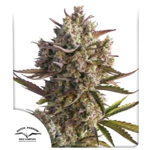 DUTCH PASSION BLUEBERRY AUTO 3UDS