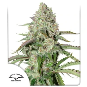 DUTCH PASSION COLORADO COOKIES AUTO3UDS