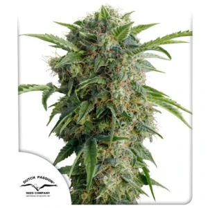 DUTCH PASSION DAIQUIRI LIME AUTO 3UDS