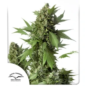 DUTCH PASSION DUCK AUTO 3UDS