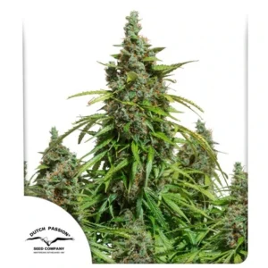 DUTCH PASSION MAZAR AUTO 3UDS