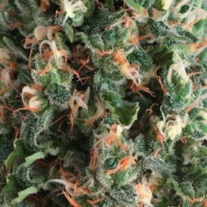 PYRAMID SEEDS SUPER OG KUSH AUTO 3+1UDS