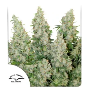 DUTCH PASSION THINK DIFFERENT AUTO 3UDS