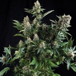 PYRAMID SEEDS WHITE WIDOW AUTO 3+1UDS