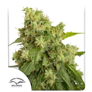 DUTCH PASSION XTREME AUTO 3UDS