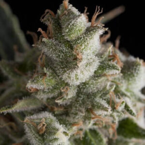 PYRAMID SEEDS FRESH CANDY FEM 3+1UDS