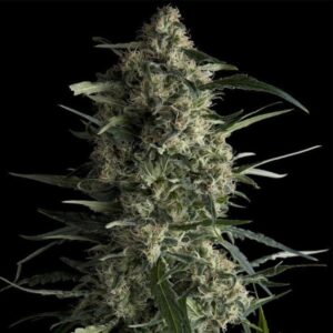 PYRAMID SEEDS GALAXY 3+1UDS