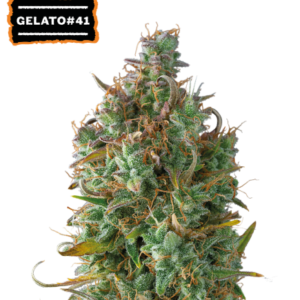 SEED STOCKERS GELATO 41 AUTO 3 UDS