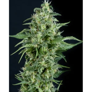 PYRAMID SEEDS KRYPTONITE 3+1UDS