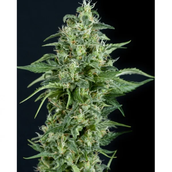 PYRAMID SEEDS KRYPTONITE 3+1UDS
