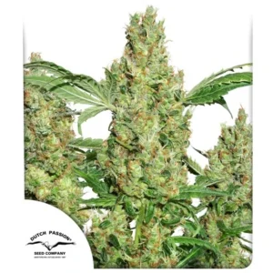 DUTCH PASSION POWER PLANT FEM 3UDS