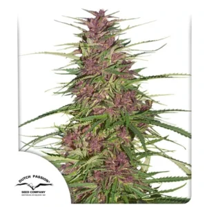 DUTCH PASSION PURPLE#1 FEM 3UDS