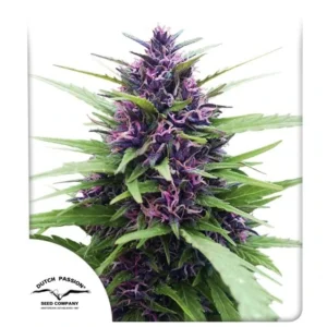 DUTCH PASSION SHAMAN FEM 3UDS