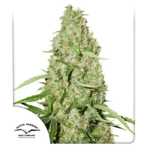 DUTCH PASSION THINK FAST FEM 3UDS