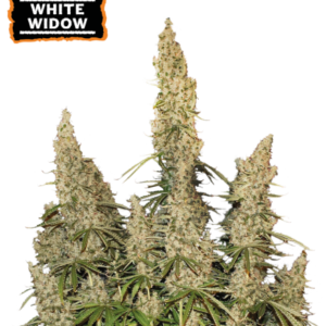 SEED STOCKERS WHITE WIDOW AUTO 3 UDS